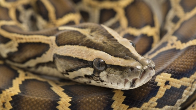 Have Burmese Pythons Expanded Their Range in Florida?