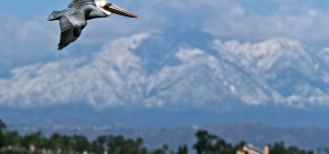 Scores of starving brown pelicans found on Southern California beaches